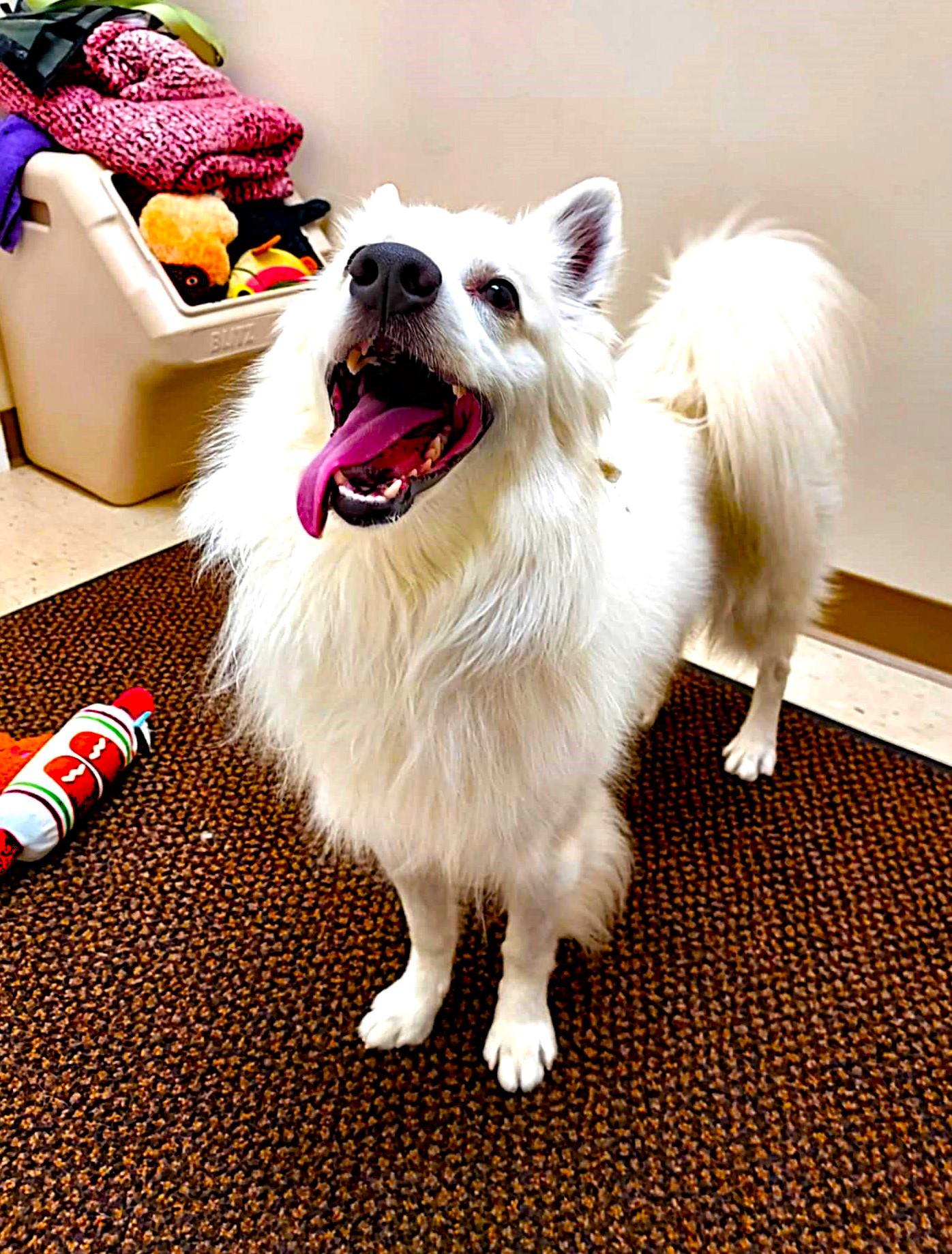 Enlarge Max, a Adoptable American Eskimo Dog in Falls Creek, PA image 2/6
