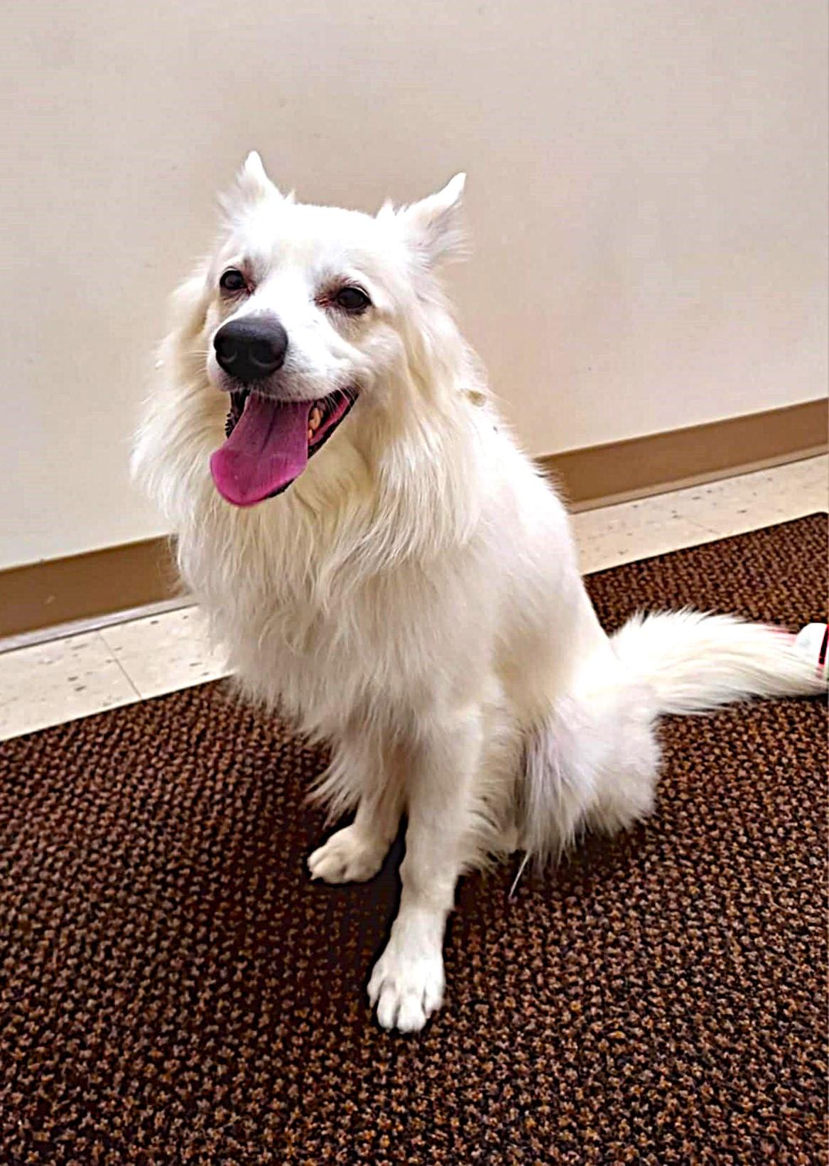 Enlarge Max, a Adoptable American Eskimo Dog in Falls Creek, PA image 6/6