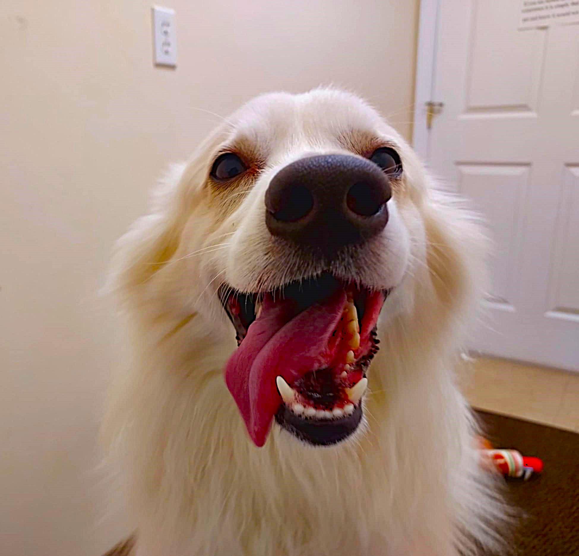 Enlarge Max, a Adoptable American Eskimo Dog in Falls Creek, PA image 3/6