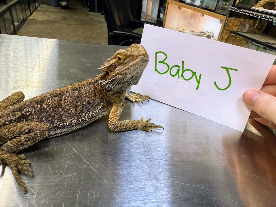 Baby J