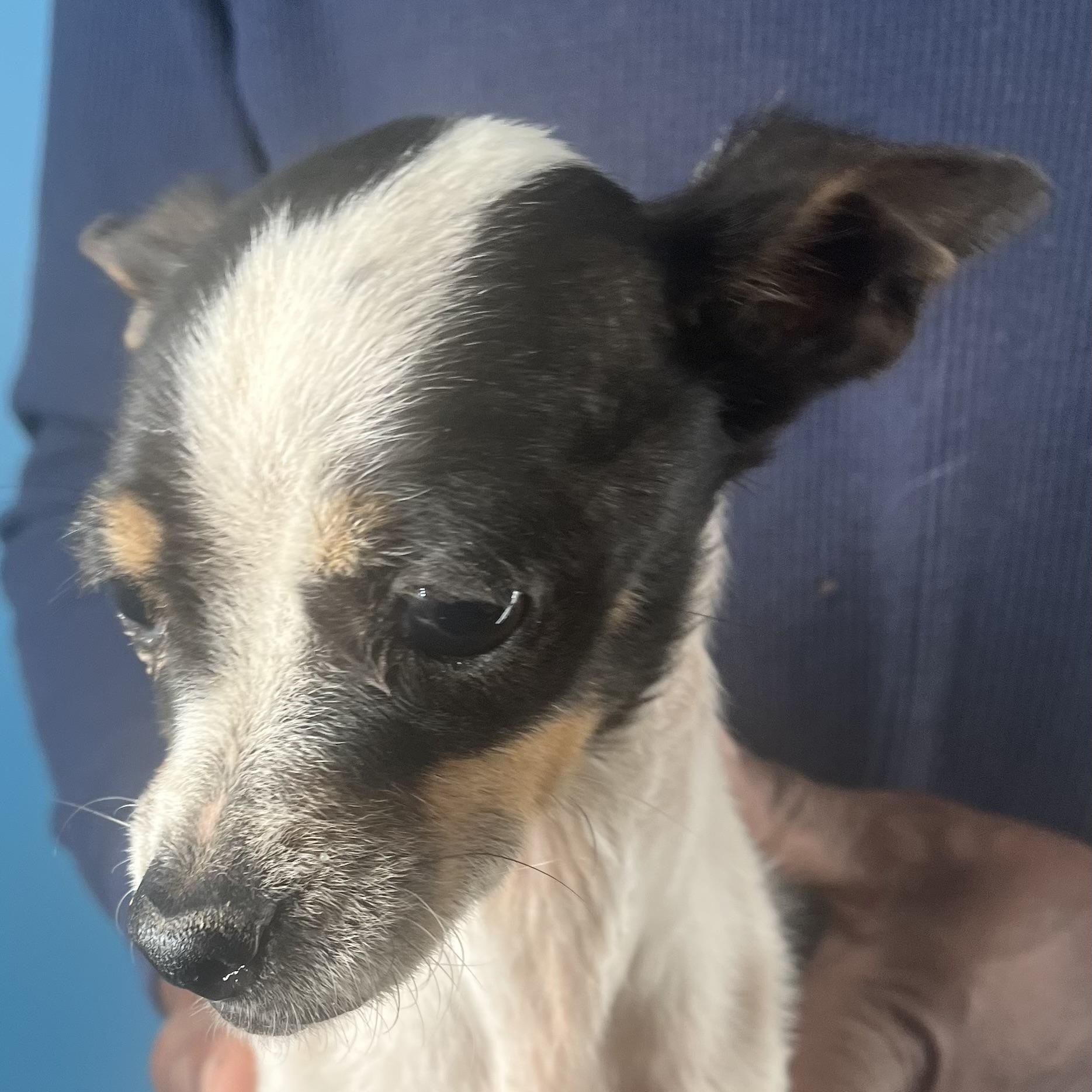 Enlarge Fala- Local February 13-15, an adopted Chihuahua in Happy Valley , OR image 5/6