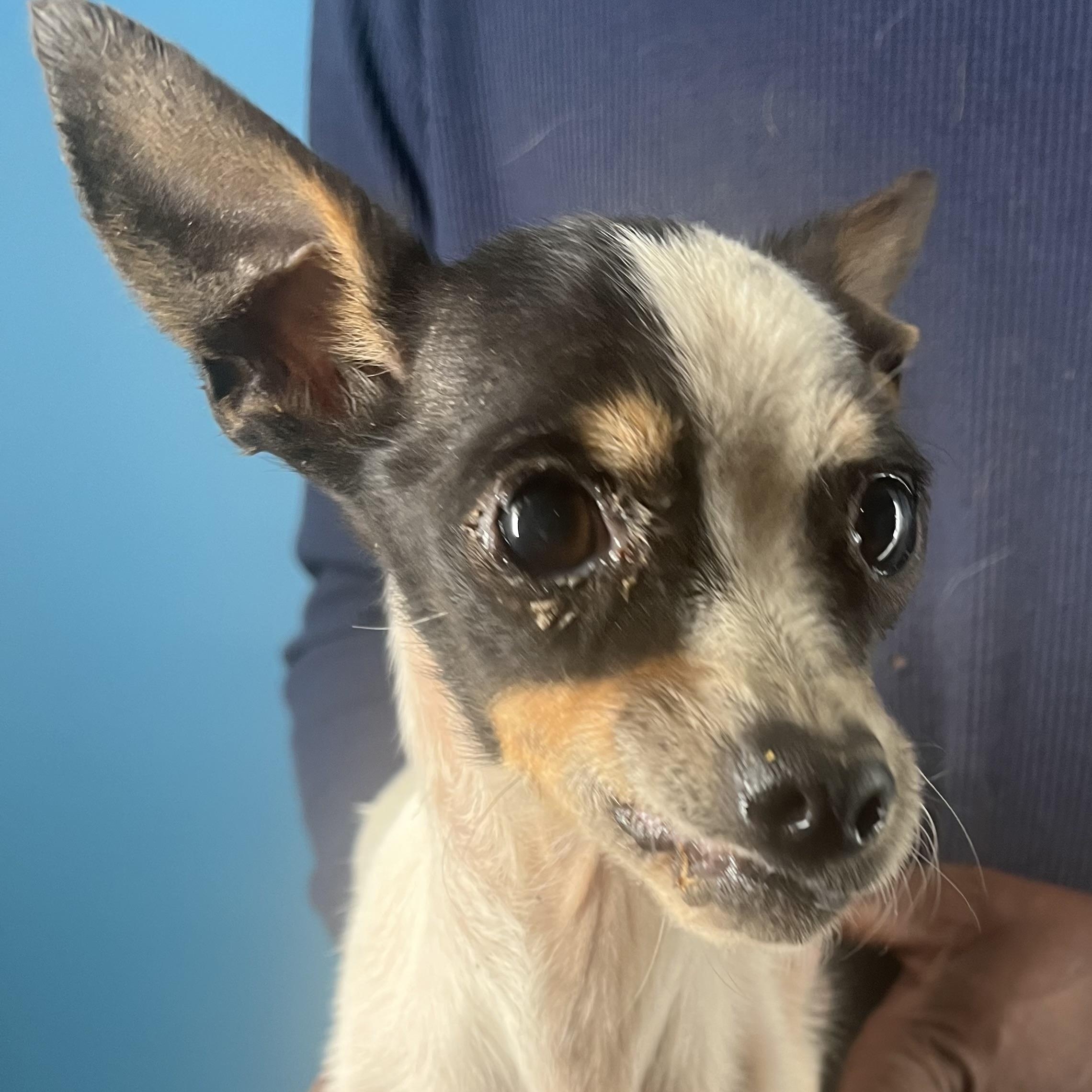 Enlarge Fala- Local February 13-15, an adopted Chihuahua in Happy Valley , OR image 6/6