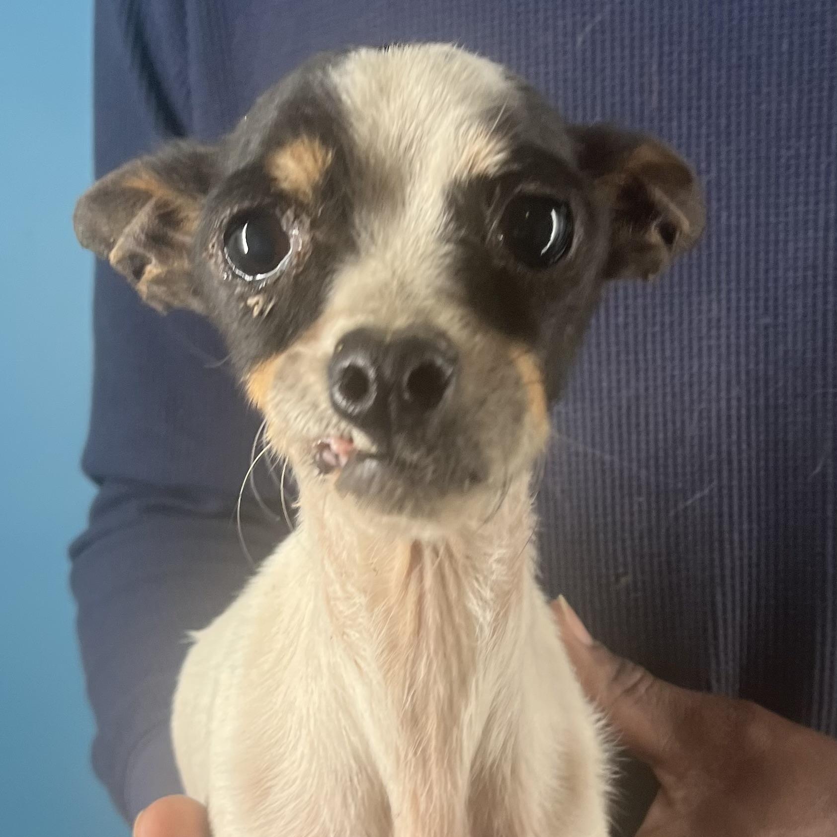 Enlarge Fala- Local February 13-15, an adopted Chihuahua in Happy Valley , OR image 2/6