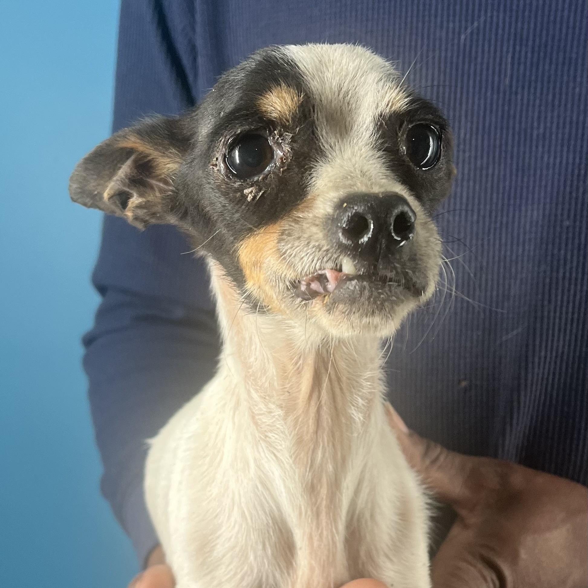 Enlarge Fala- Local February 13-15, an adopted Chihuahua in Happy Valley , OR image 1/6