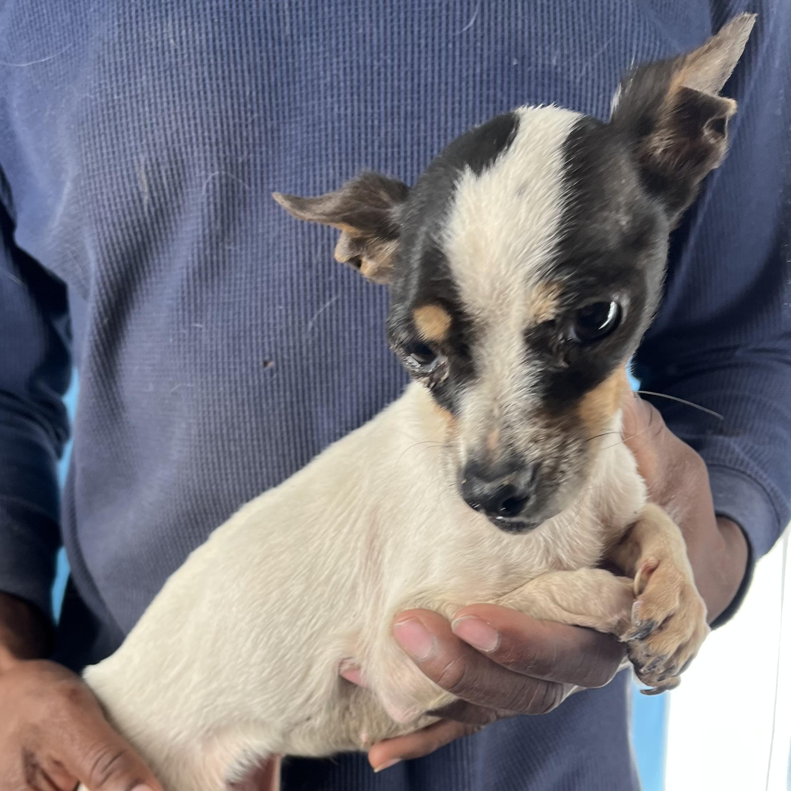 Enlarge Fala- Local February 13-15, an adopted Chihuahua in Happy Valley , OR image 4/6