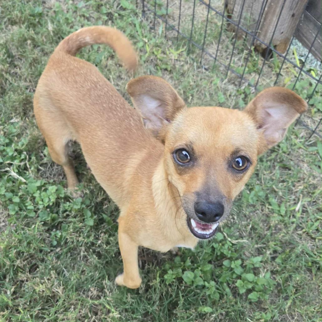 Pride, Adoptable, Young Female Chihuahua.