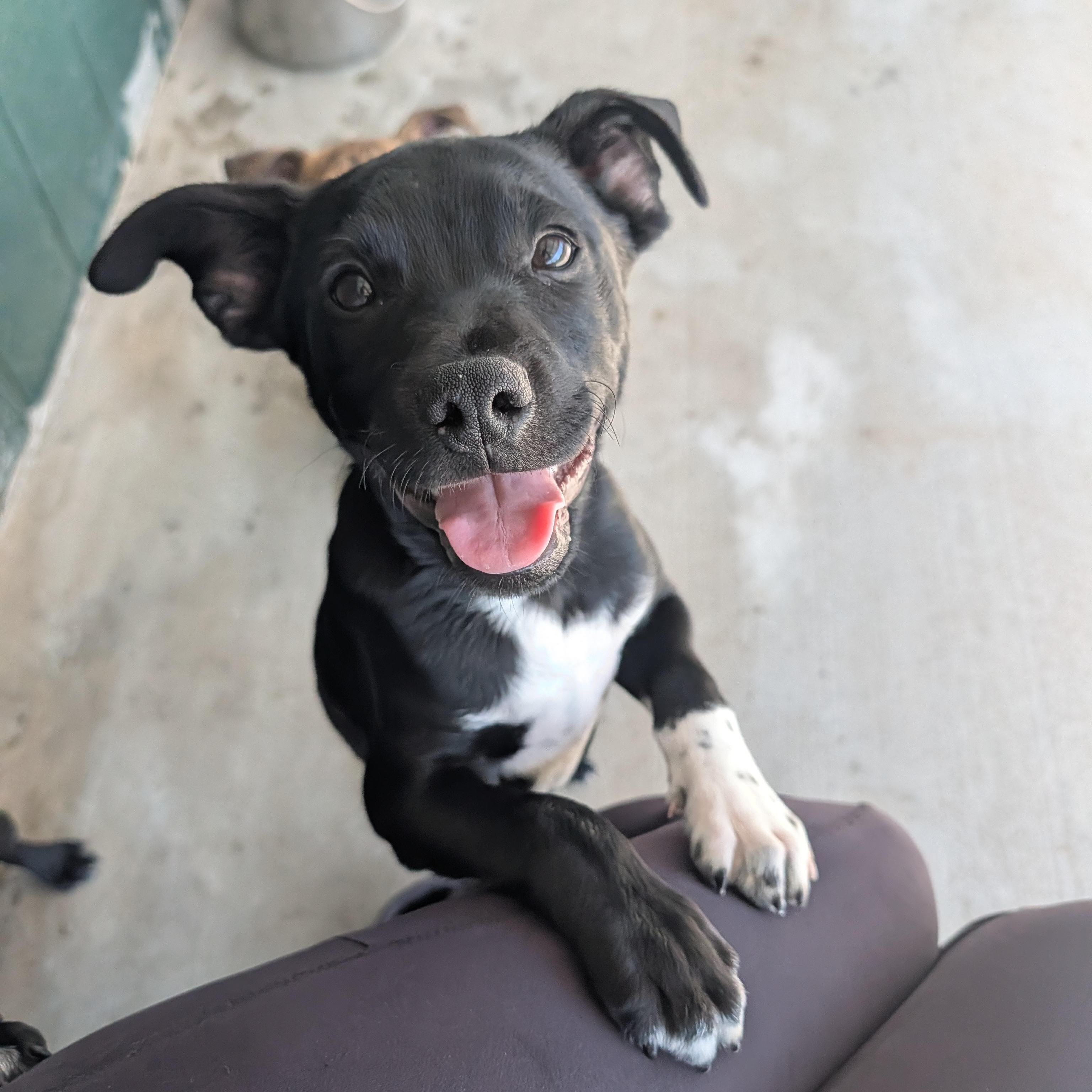 Enlarge Samson, an adopted mixed breed in Bella Vista, AR image 1/2