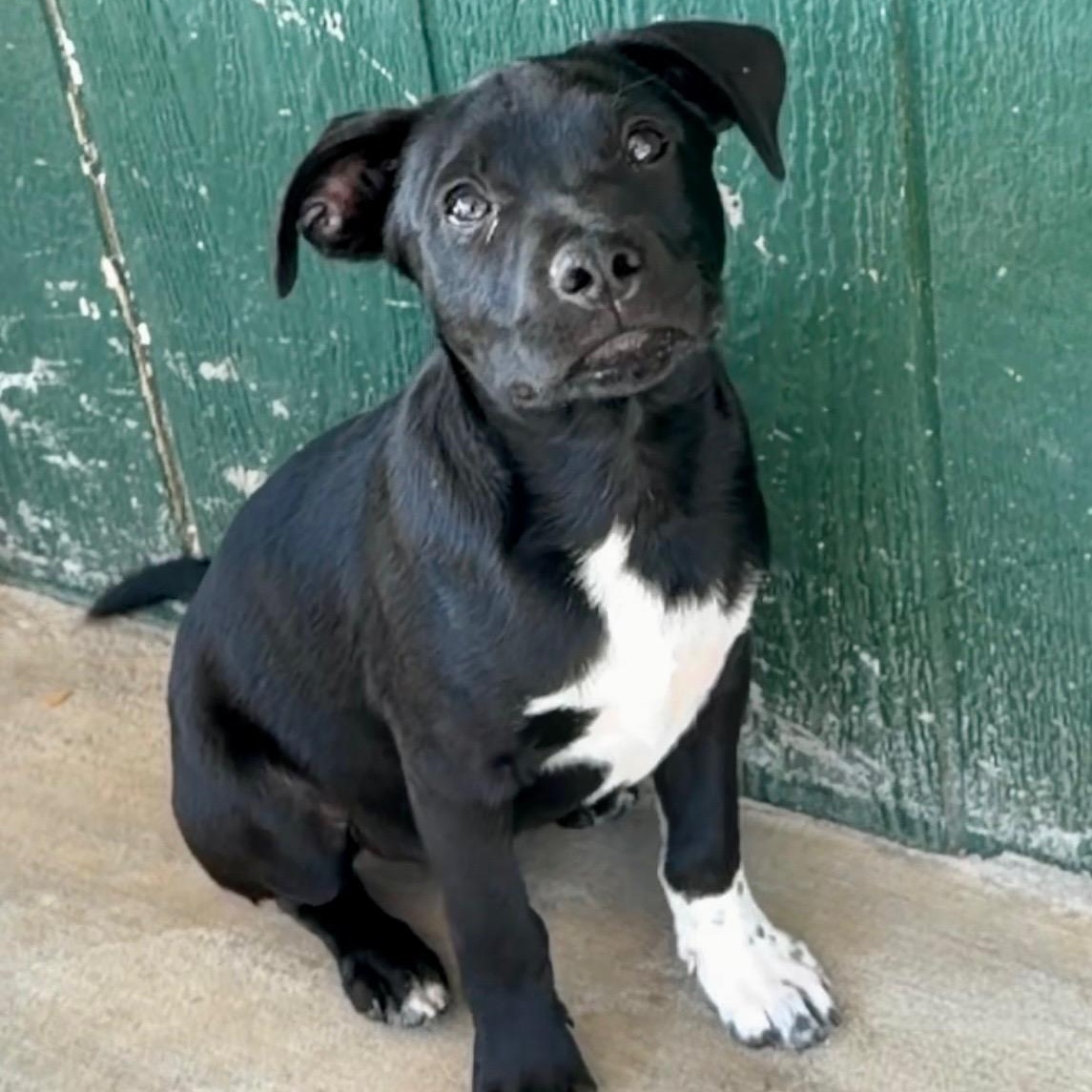 Enlarge Samson, an adopted mixed breed in Bella Vista, AR image 2/2