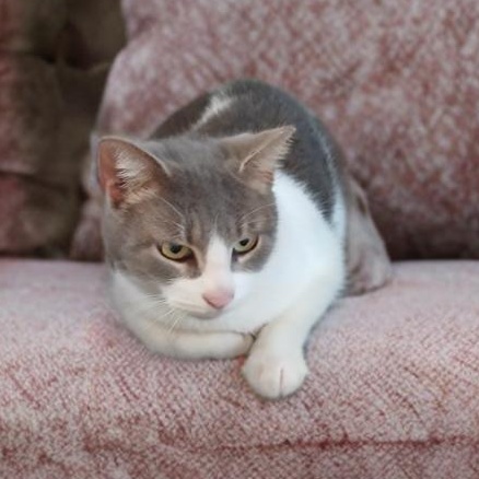 Perla — thumbnail 4