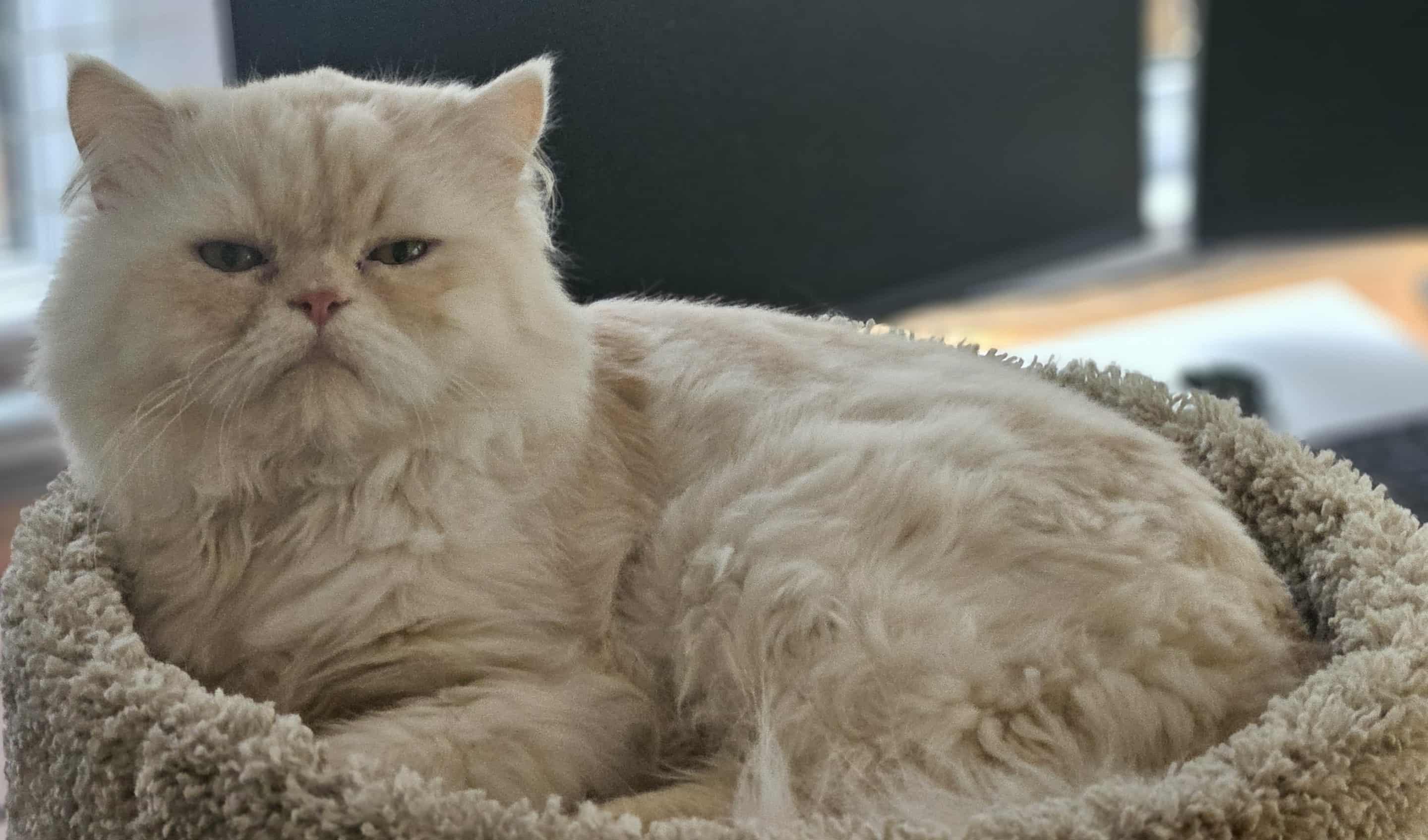 Cody (m) 1yrs old Himalayan cream