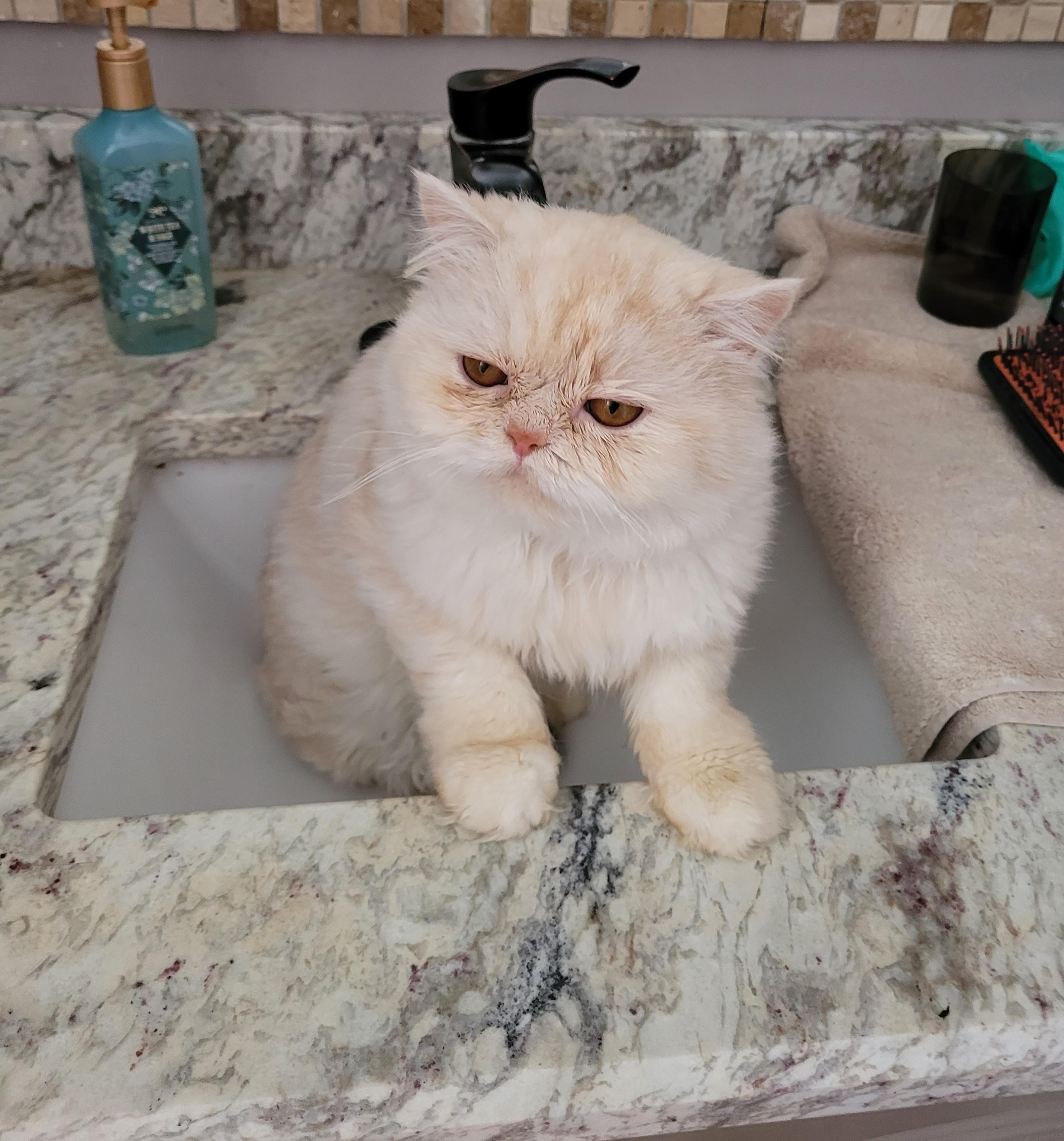 Cody (m) 1yrs old Himalayan cream