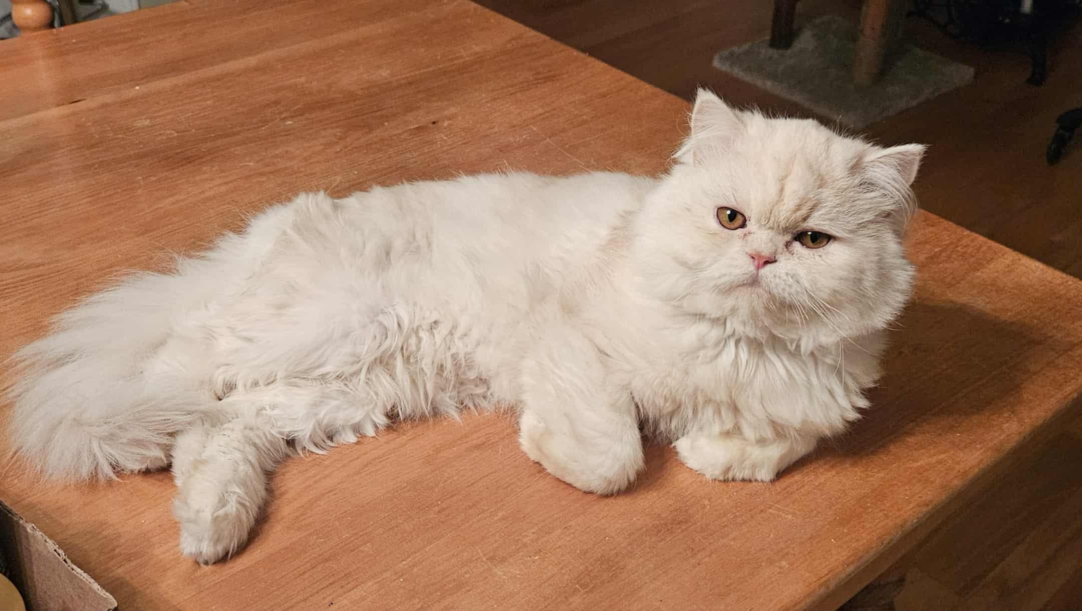 Cody (m) 1yrs old Himalayan cream, an adoptable Himalayan in Ottawa, ON, K4A 0P3 | Photo Image 5