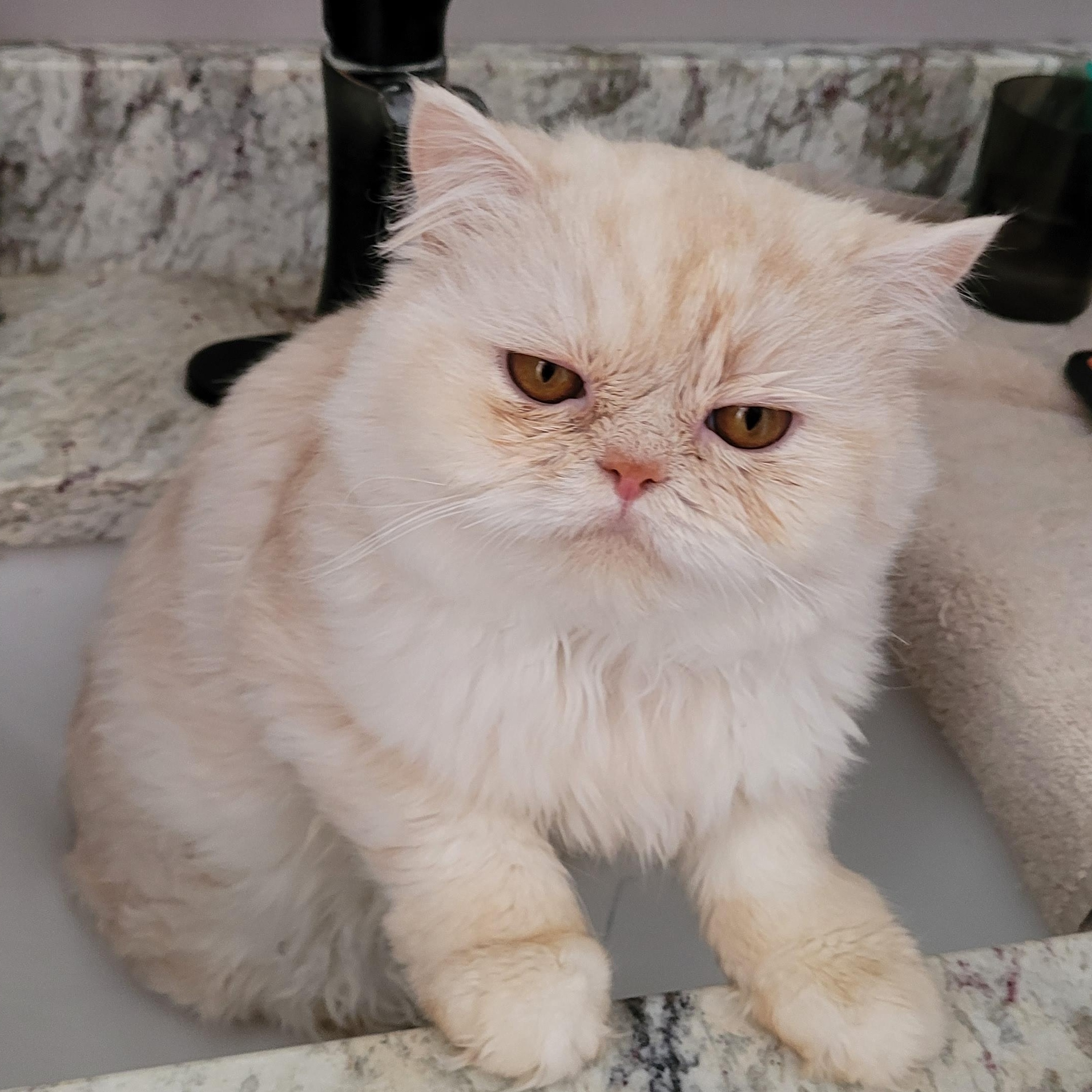 Cody (m) 1yrs old Himalayan cream