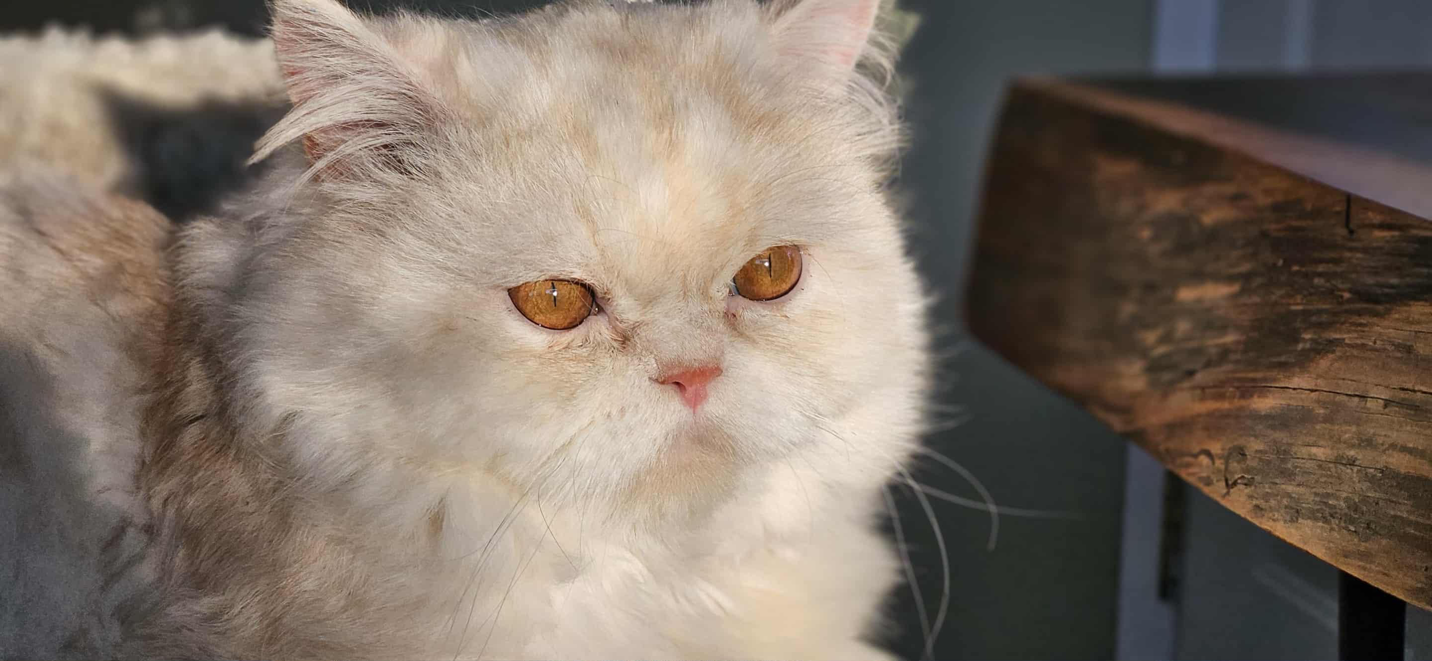 Cody (m) 1yrs old Himalayan cream, an adoptable Himalayan in Ottawa, ON, K4A 0P3 | Photo Image 1