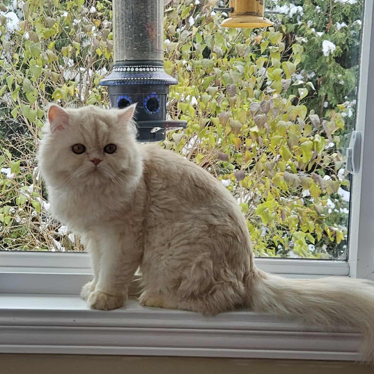 Cody (m) 1yrs old Himalayan cream, an adoptable Himalayan in Ottawa, ON, K4A 0P3 | Photo Image 6