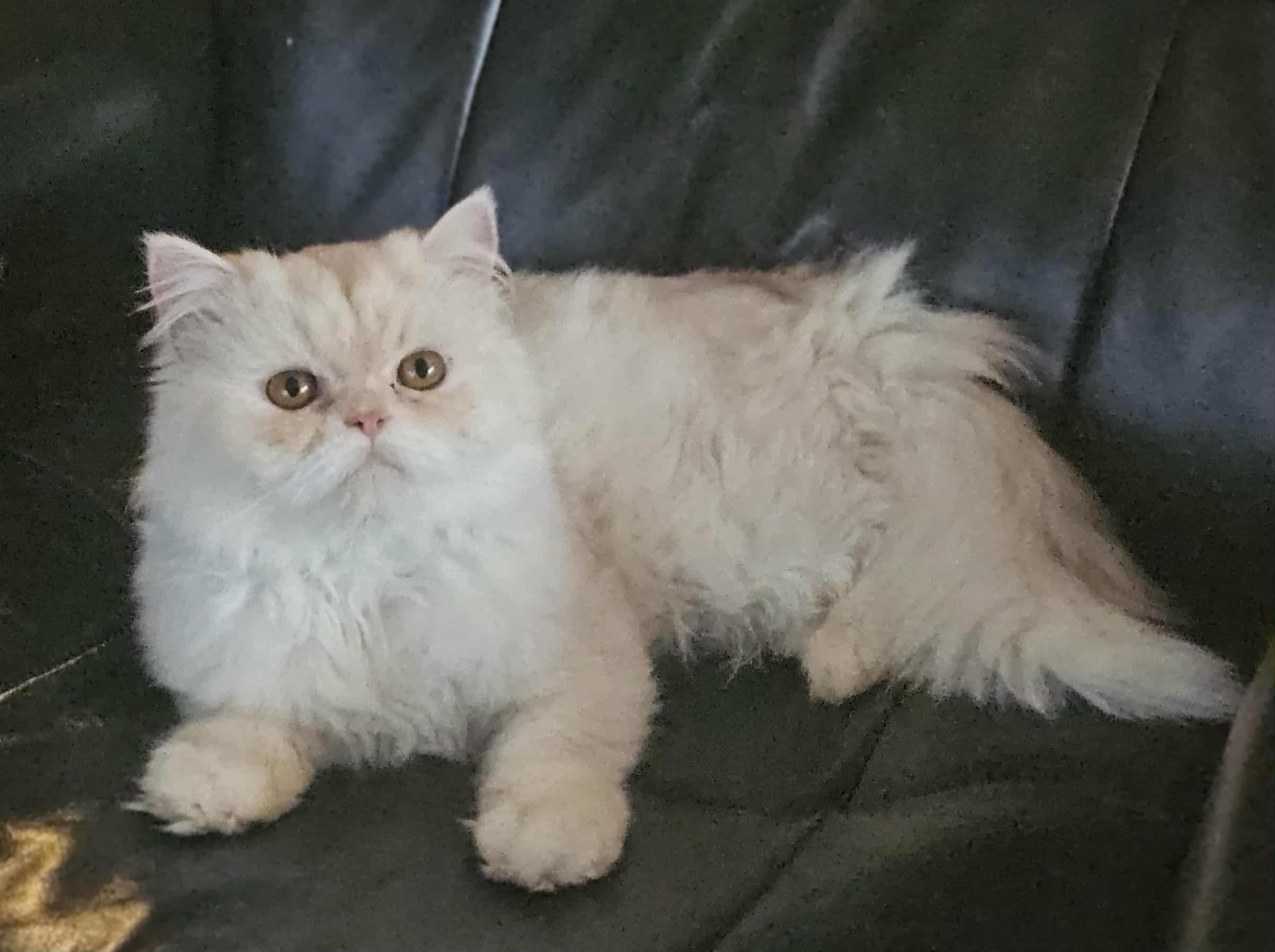 Cody (m) 1yrs old Himalayan cream