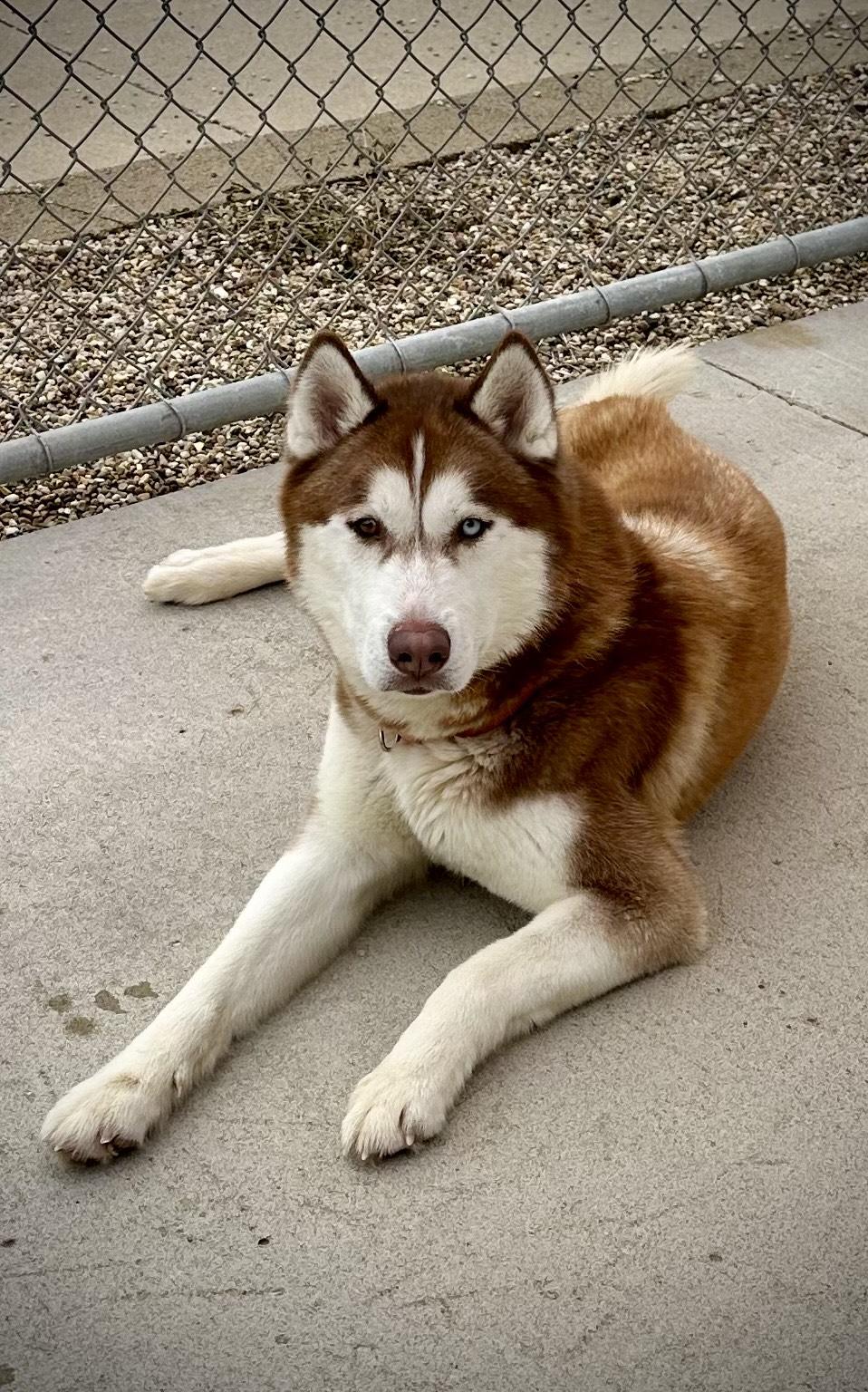 Dakota, Adoptable, Adult Male Husky.