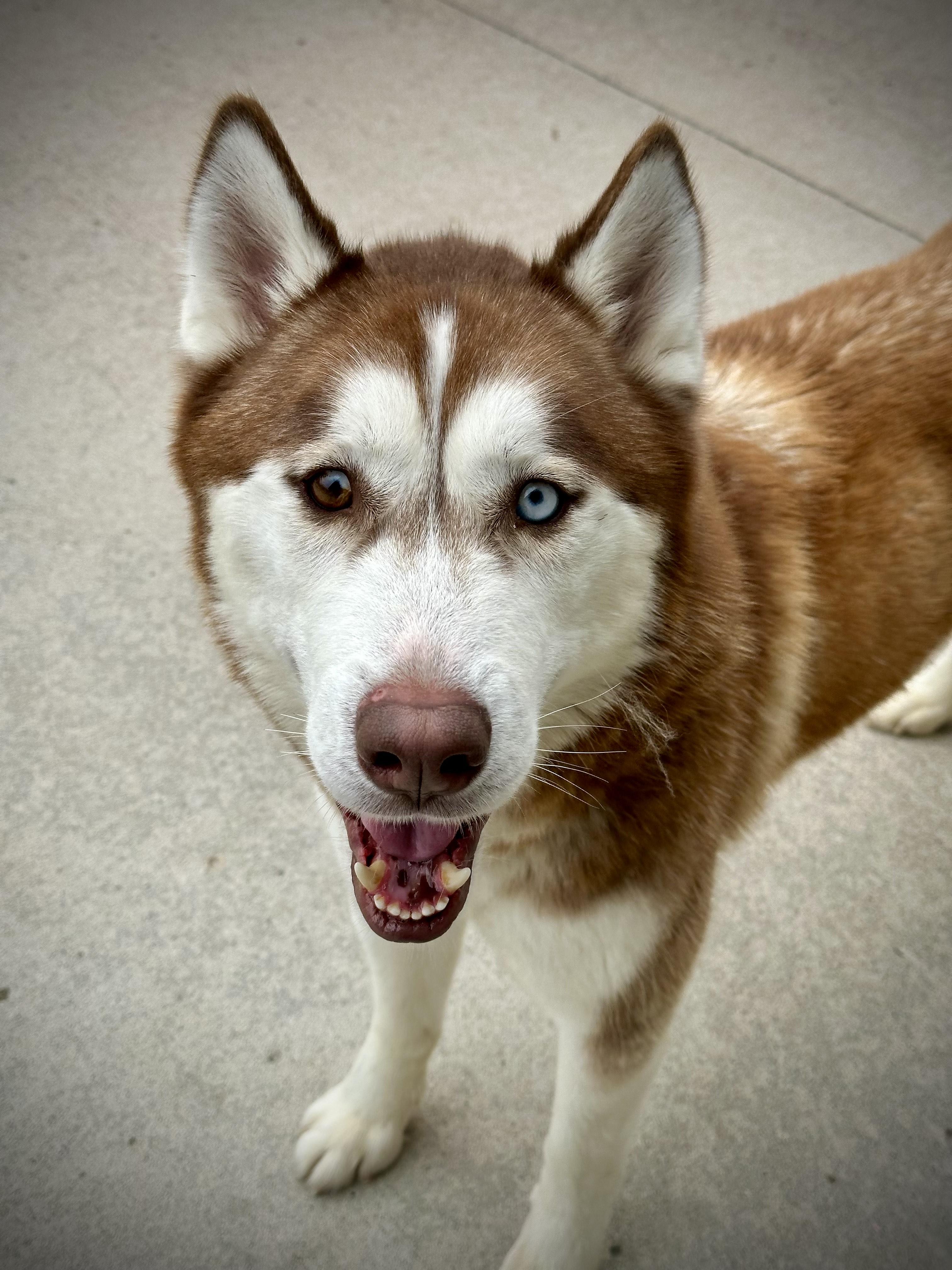 Dakota, a Adoptable Husky in Mason City, IA image 2/2