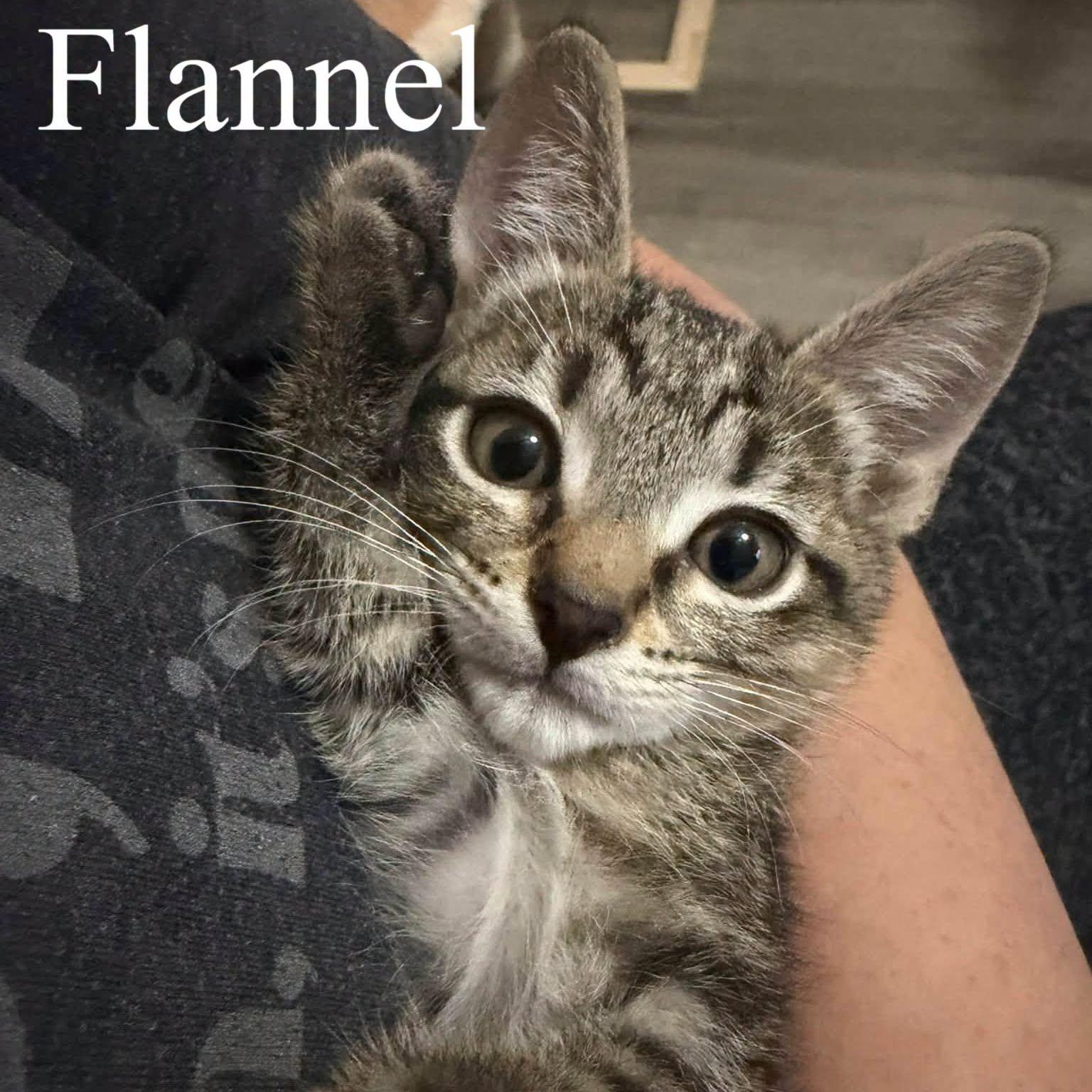 Enlarge Flannel, a Adopted Domestic Short Hair in Queen Creek, AZ image 1/5