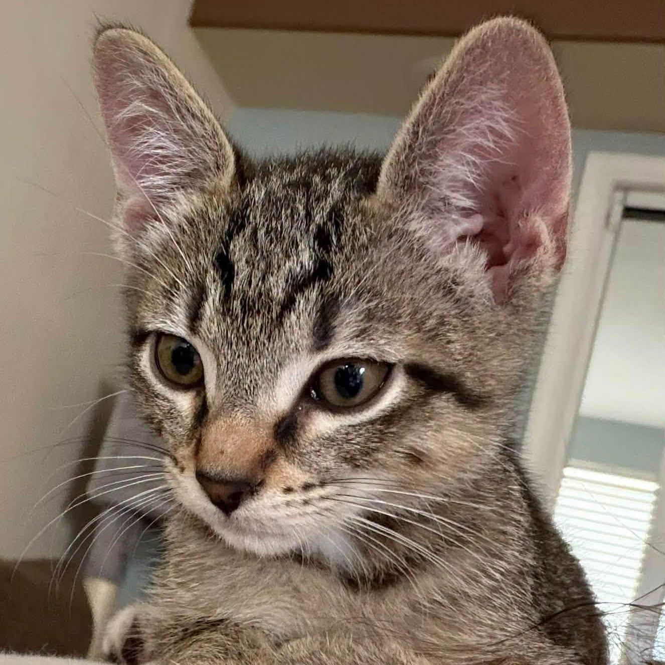 Enlarge Flannel, a Adopted Domestic Short Hair in Queen Creek, AZ image 5/5