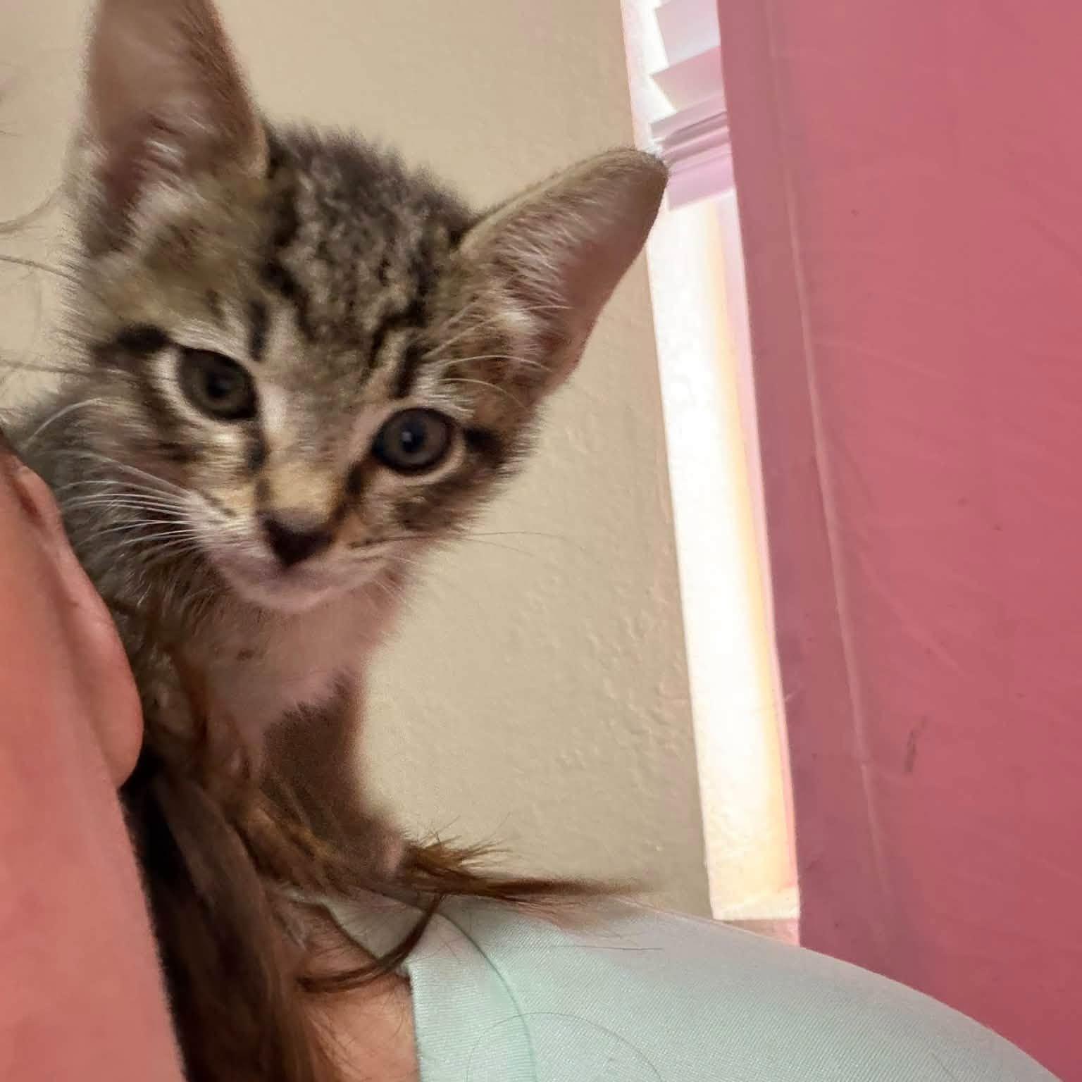 Enlarge Flannel, a Adopted Domestic Short Hair in Queen Creek, AZ image 4/5