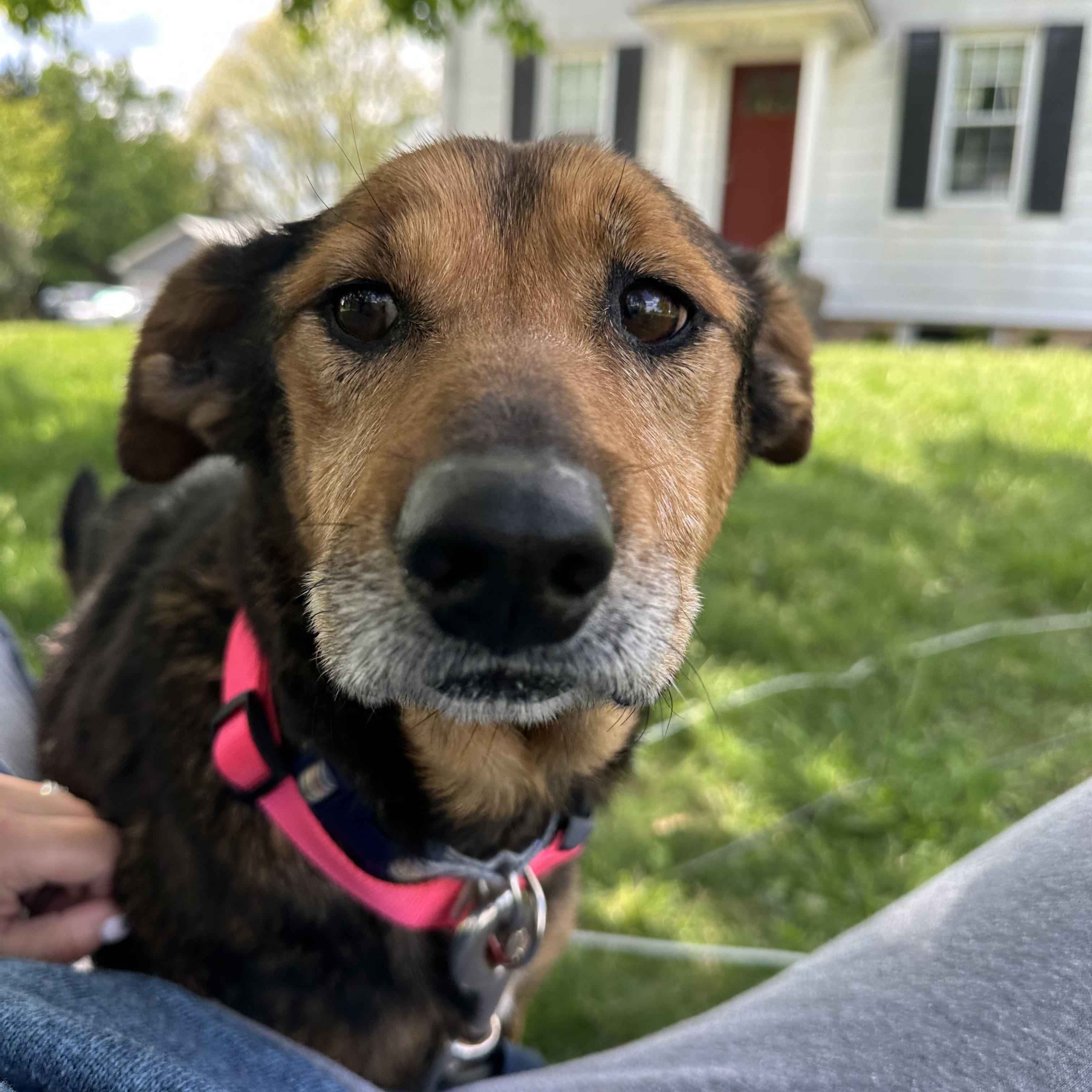 Enlarge Pompeii (Im a senior) FEE WAIVED, a Adoptable mixed breed in Columbia, MD image 2/5