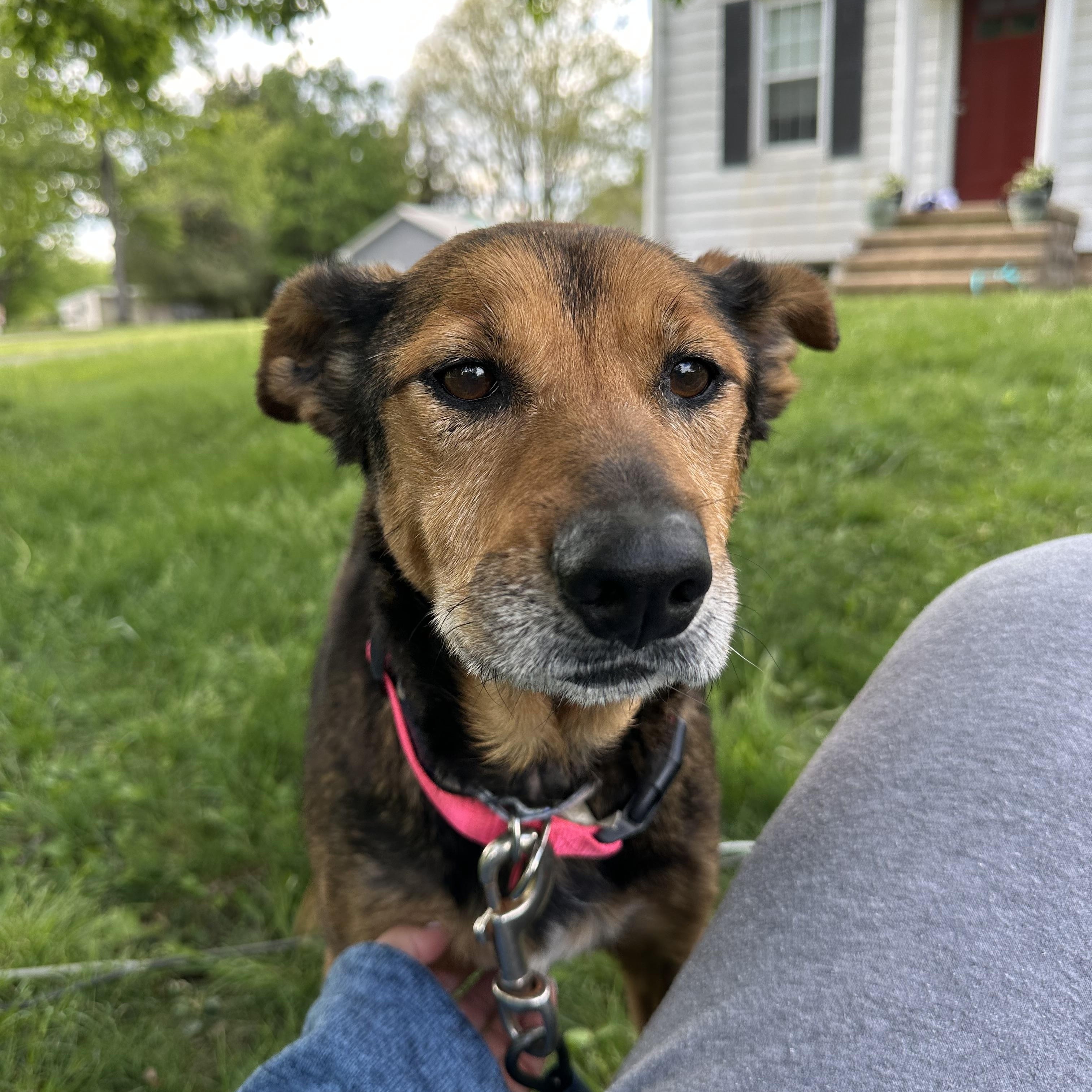 Enlarge Pompeii (Im a senior) FEE WAIVED, a Adoptable mixed breed in Columbia, MD image 5/5