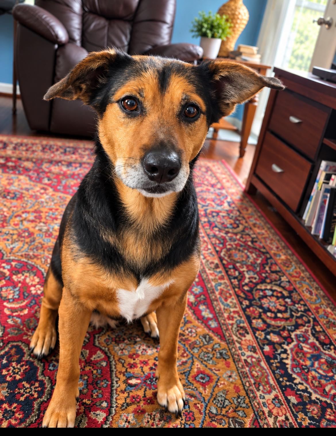 Pompeii (Im a senior) FEE WAIVED, Adoptable, Senior Female Hound.
