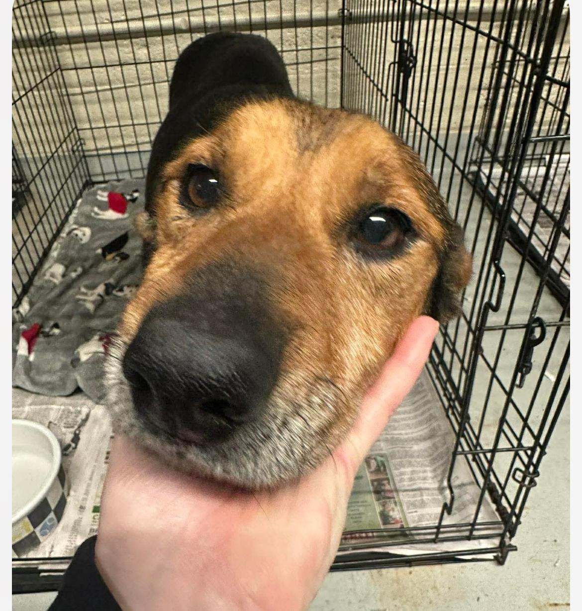 Enlarge Pompeii (Im a senior) FEE WAIVED, a Adoptable mixed breed in Columbia, MD image 3/5