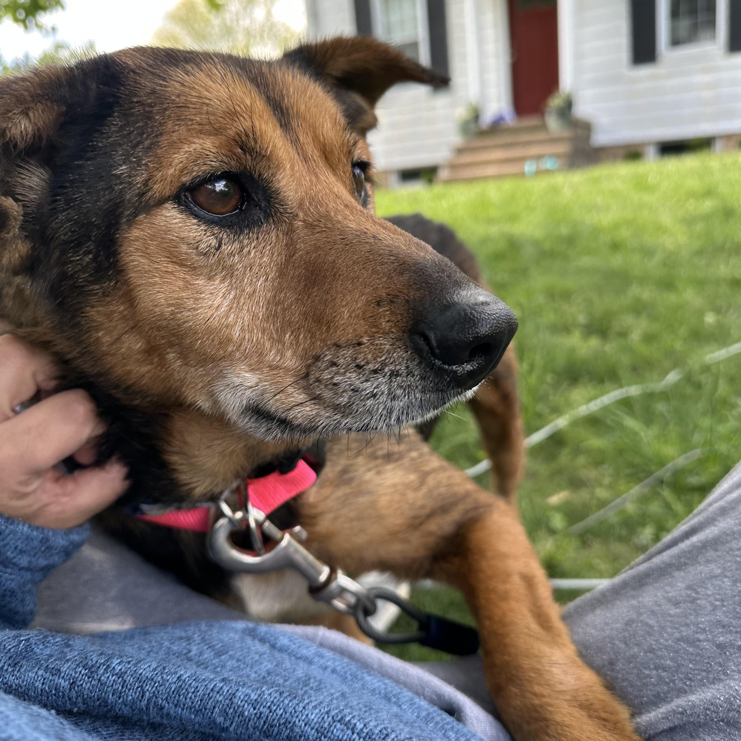 Enlarge Pompeii (Im a senior) FEE WAIVED, a Adoptable mixed breed in Columbia, MD image 4/5