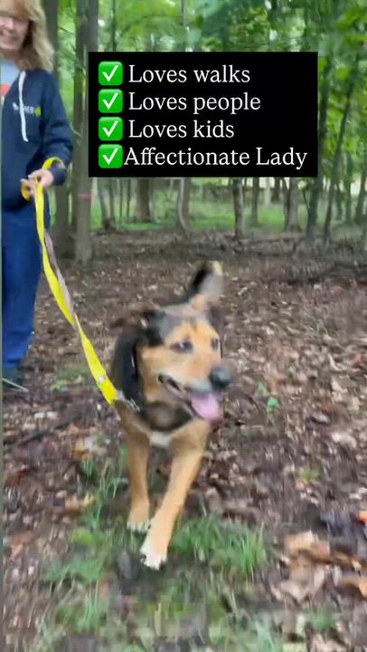 Enlarge Pompeii (Im a senior) FEE WAIVED, a Adoptable mixed breed in Columbia, MD video 6/6