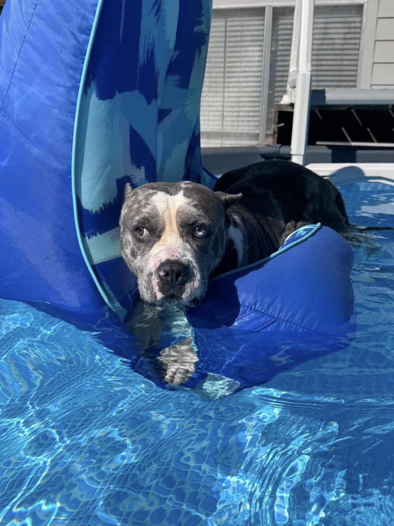 Deacon 🩵, Adoptable, Adult Male Pit Bull Terrier.