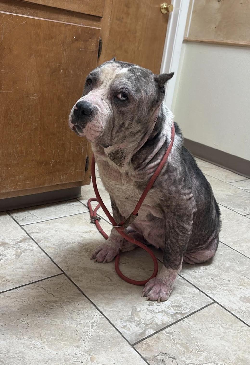 Deacon 🩵, Adoptable, Adult Male Pit Bull Terrier.