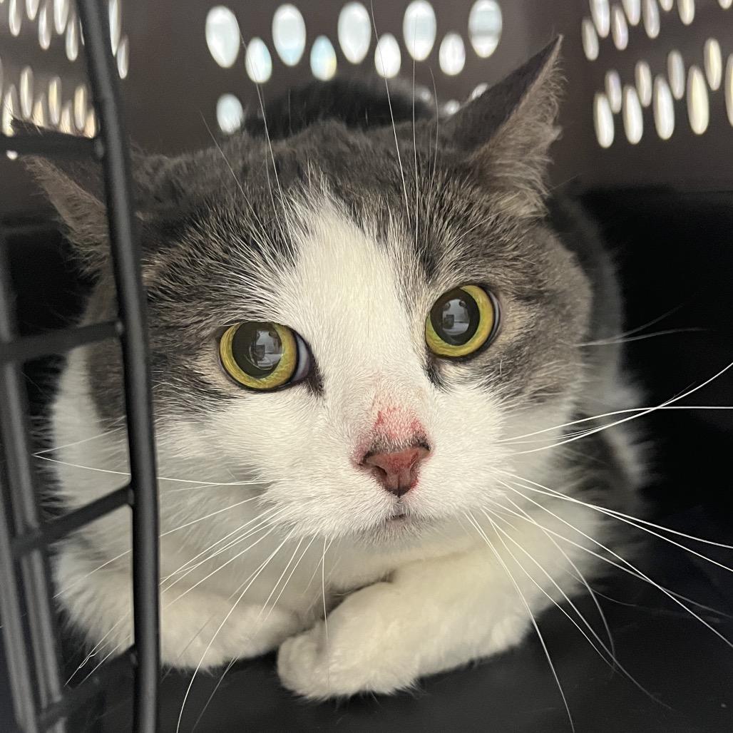 Litty, Adoptable, Senior Female Domestic Short Hair.