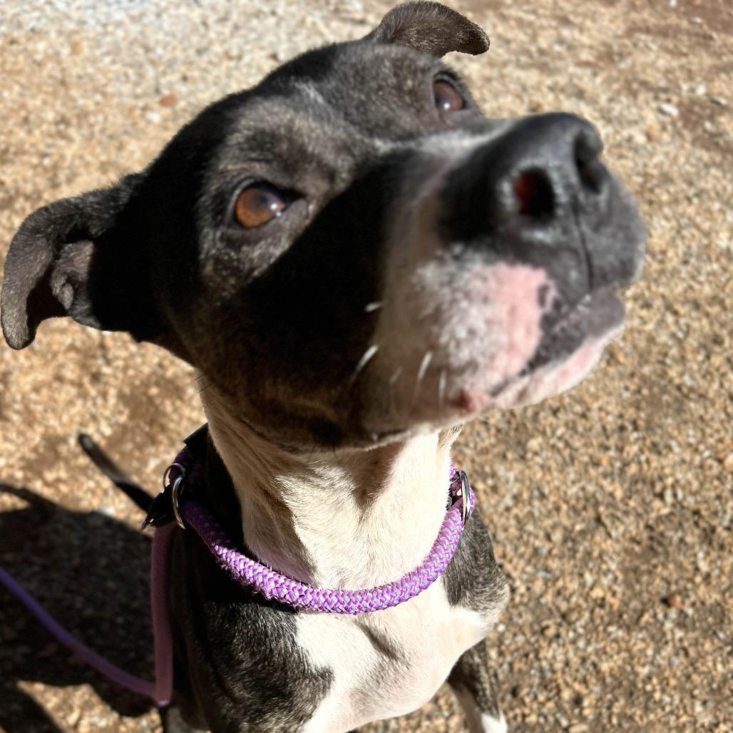 Coraline, Adoptable, Adult Female American Staffordshire Terrier.