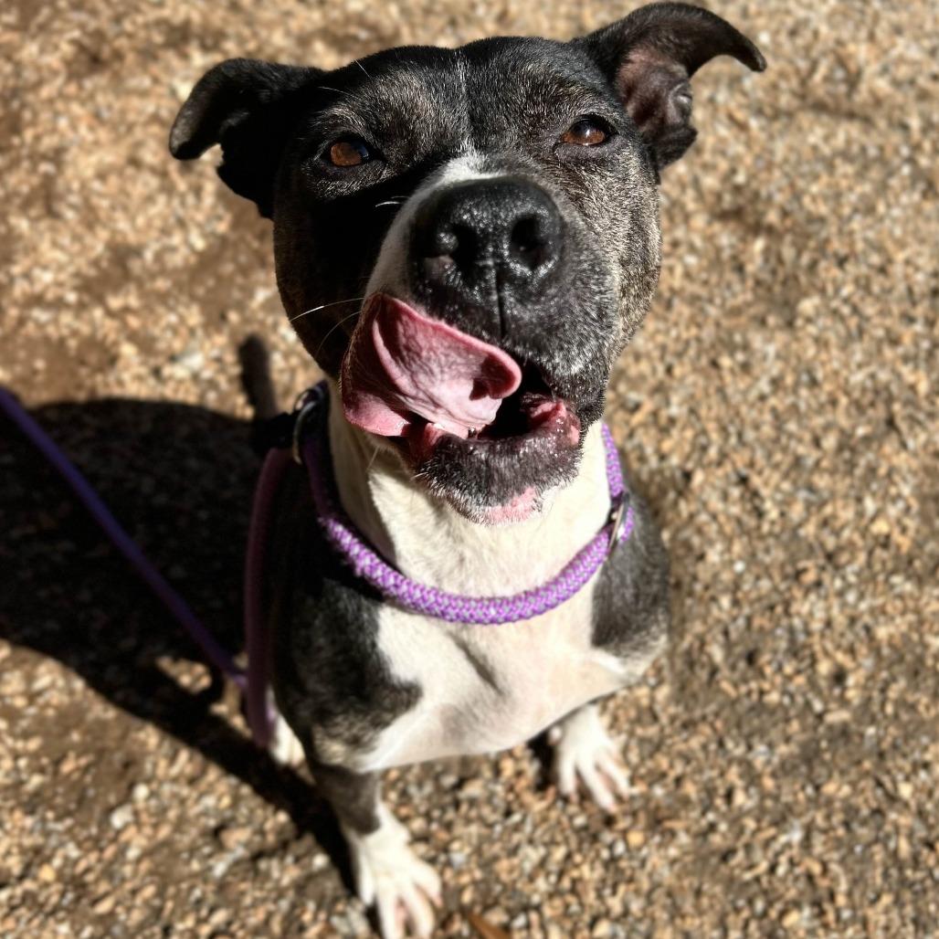 Enlarge Coraline, a Adoptable American Staffordshire Terrier in Greenville, SC image 2/6