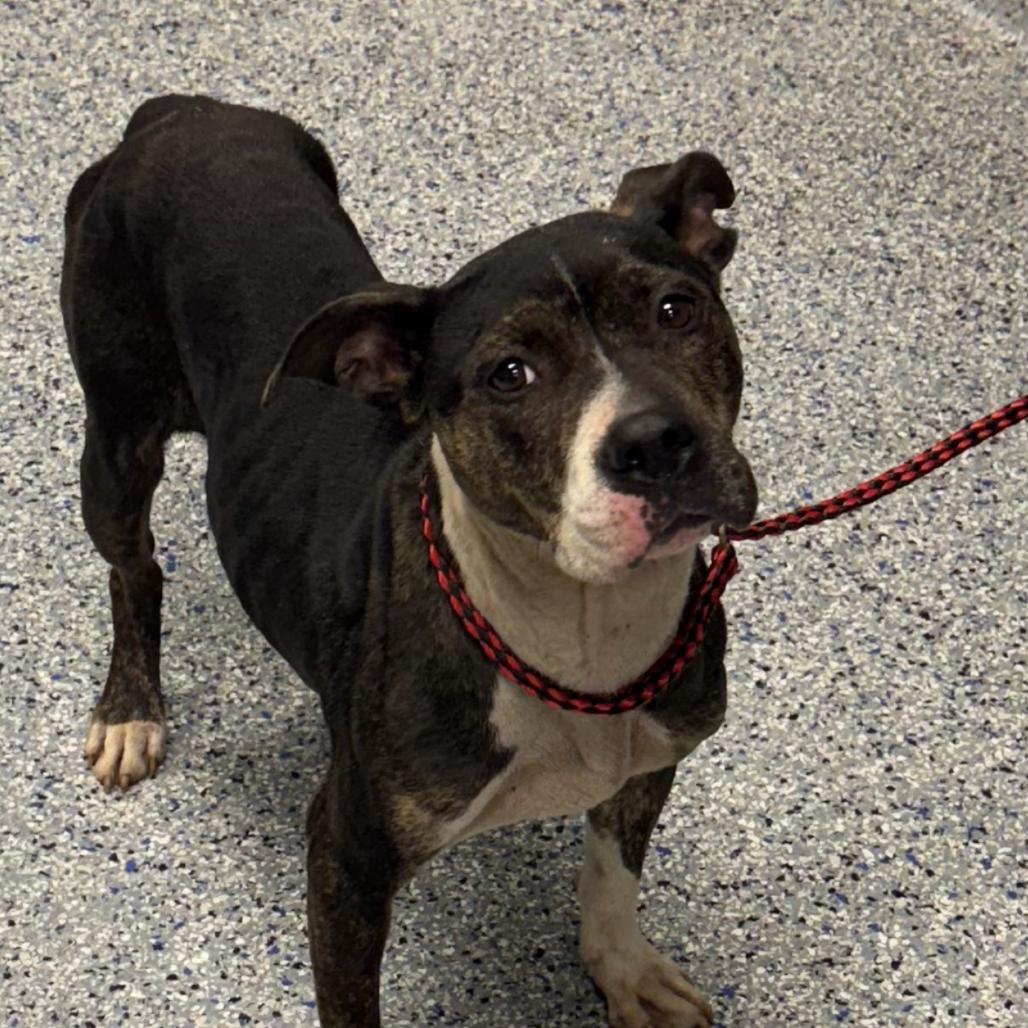 Enlarge Coraline, a Adoptable American Staffordshire Terrier in Greenville, SC image 3/6