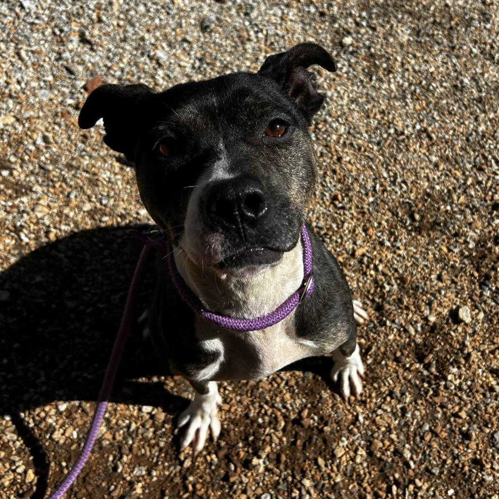 Enlarge Coraline, a Adoptable American Staffordshire Terrier in Greenville, SC image 4/6