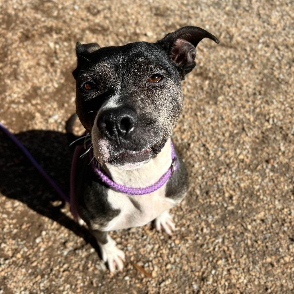 Enlarge Coraline, a Adoptable American Staffordshire Terrier in Greenville, SC image 5/6