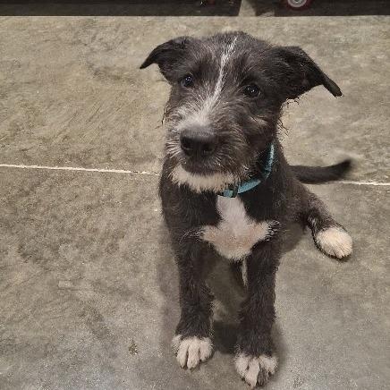 Enlarge Riker, a Adoptable Terrier in Hannibal, MO image 2/3
