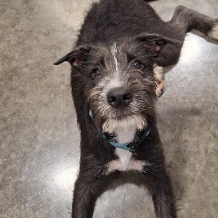 Enlarge Riker, a Adoptable Terrier in Hannibal, MO image 3/3