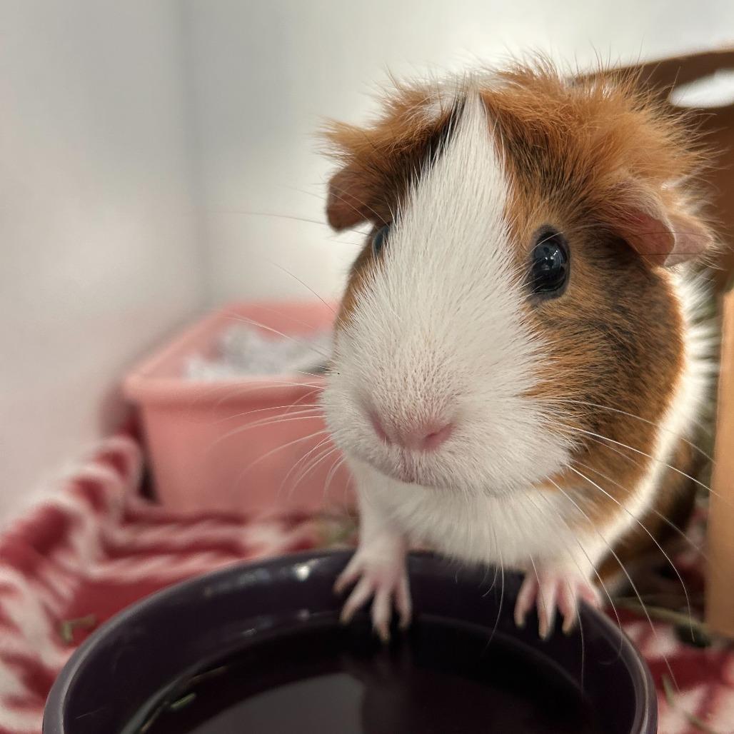 Bolitocha, Adoptable, Adult Female Guinea Pig.