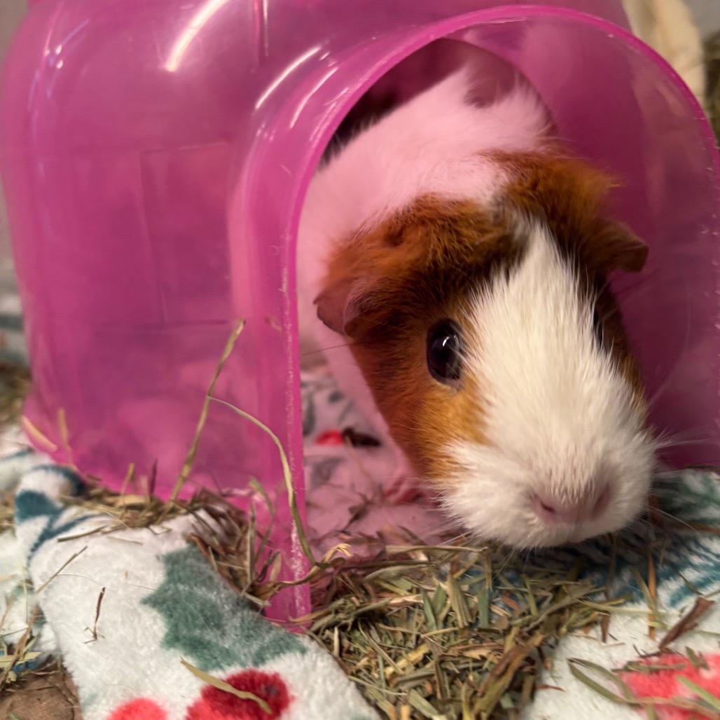 Bolitocha, Adoptable, Adult Female Guinea Pig.