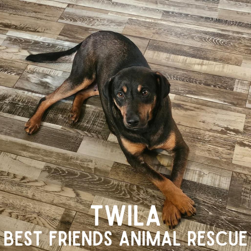 Twila, Adoptable, Adult Female Labrador Retriever.