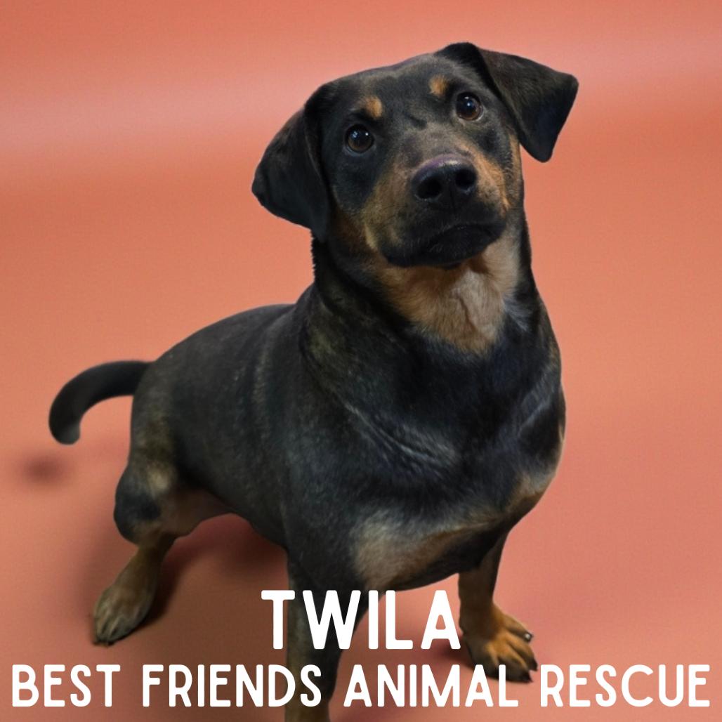 Enlarge Twila, a Adoptable Labrador Retriever in Wasilla, AK image 1/1