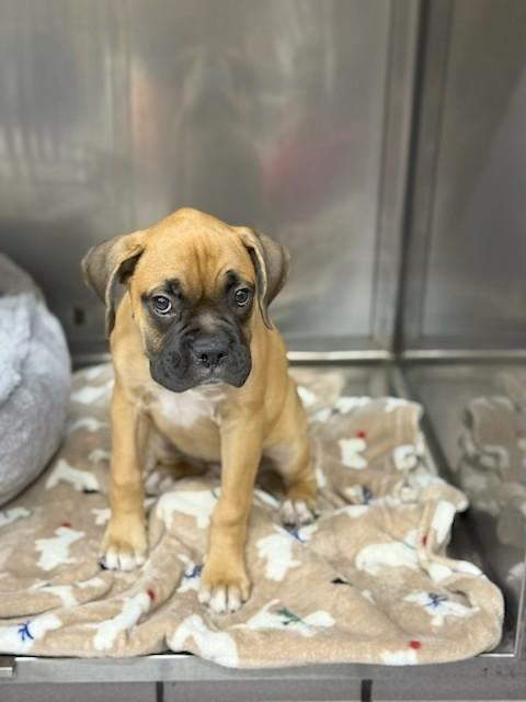 Enlarge Cabin, a Adopted mixed breed in Los Angeles, CA image 5/5