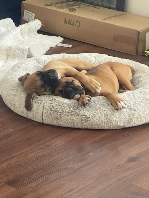 Enlarge Cabin, a Adopted mixed breed in Los Angeles, CA image 4/5