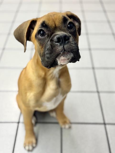 Enlarge Cabin, a Adopted mixed breed in Los Angeles, CA image 2/5