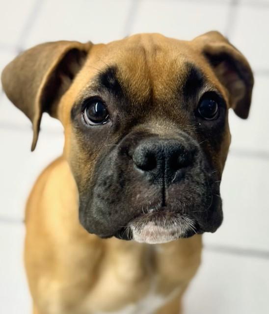 Cabin, Adopted, Puppy Male Boxer.