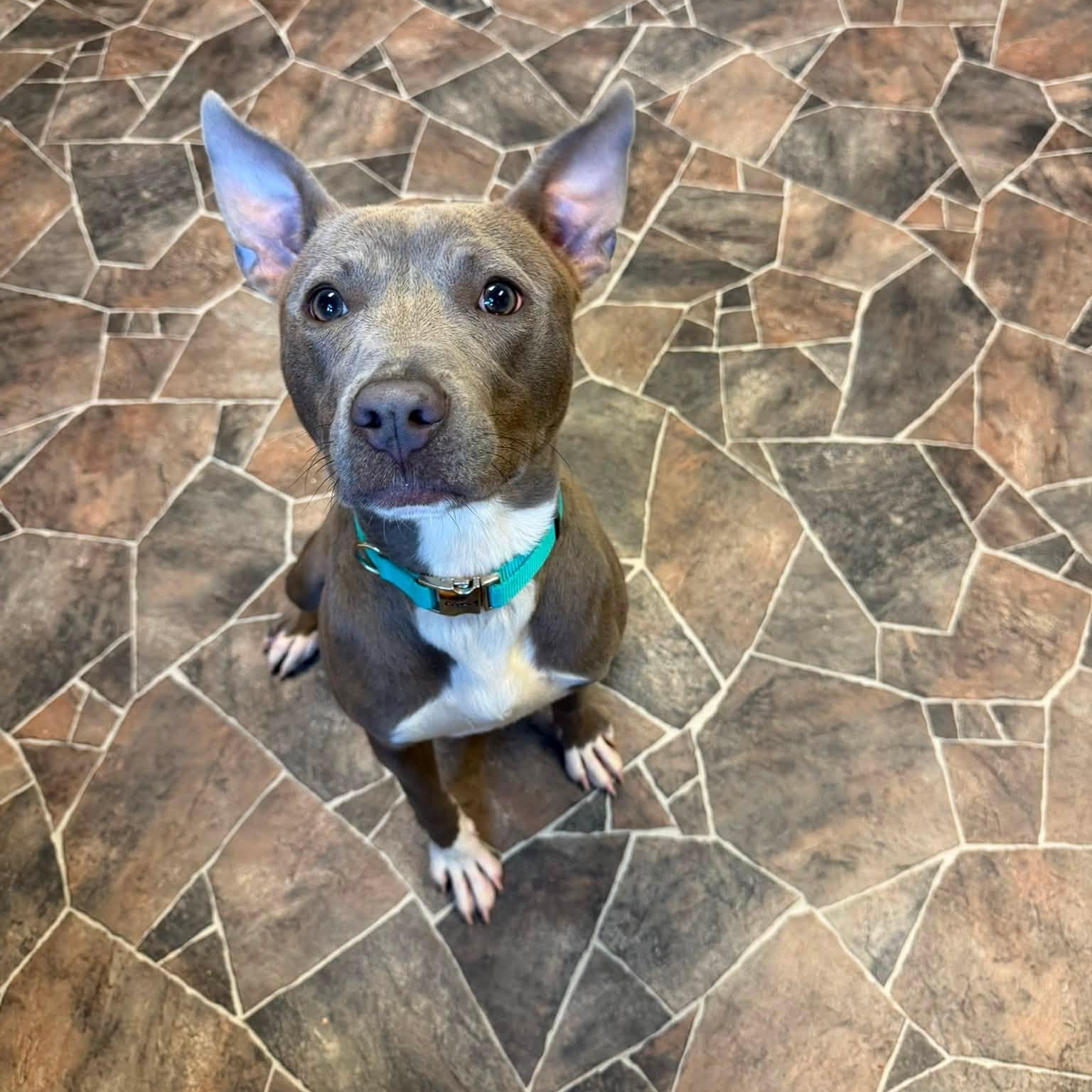 Bao, a ADOPTABLE mixed breed in Sterling Heights, MI image 5/6